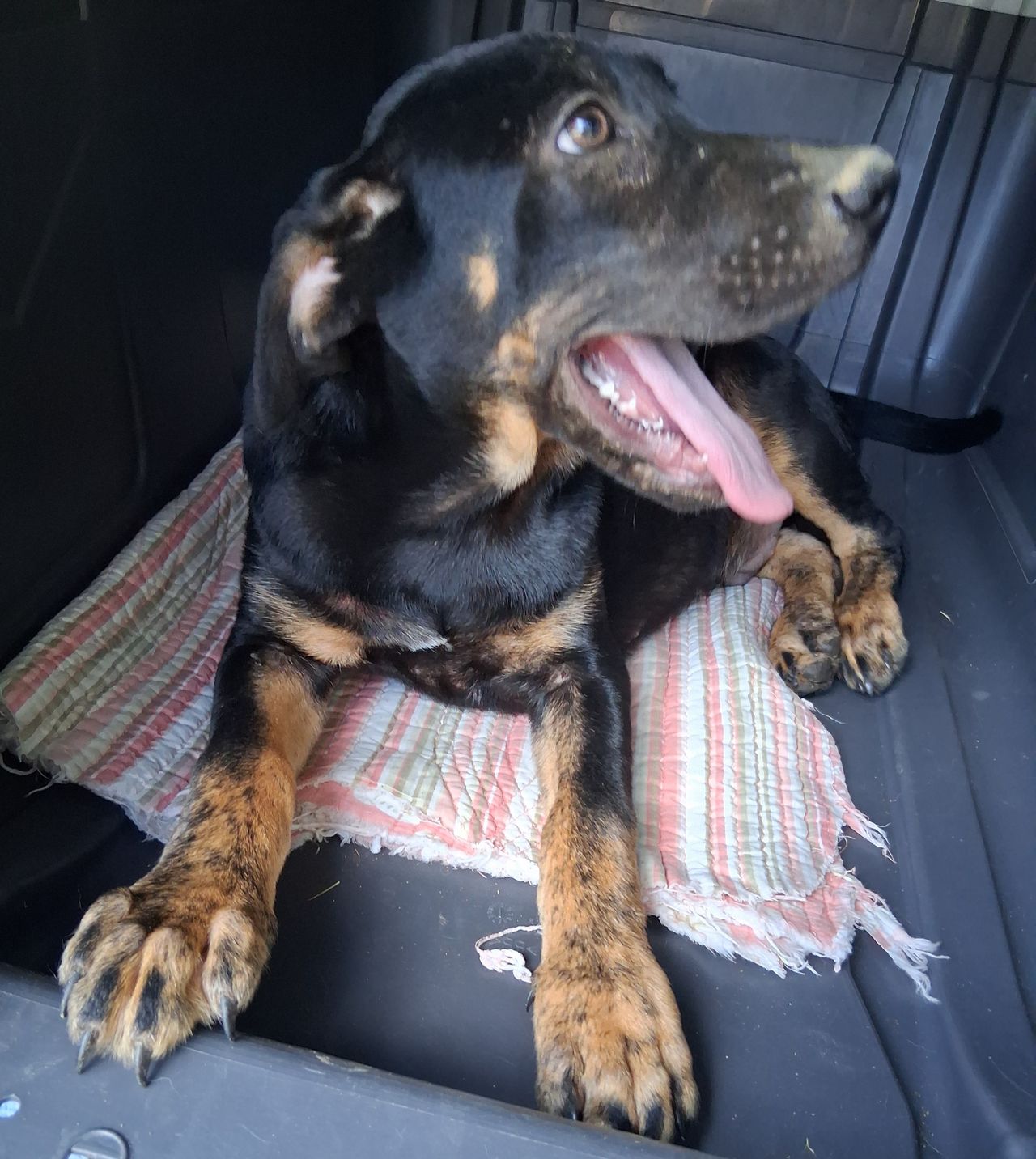 Pet travel photo 1