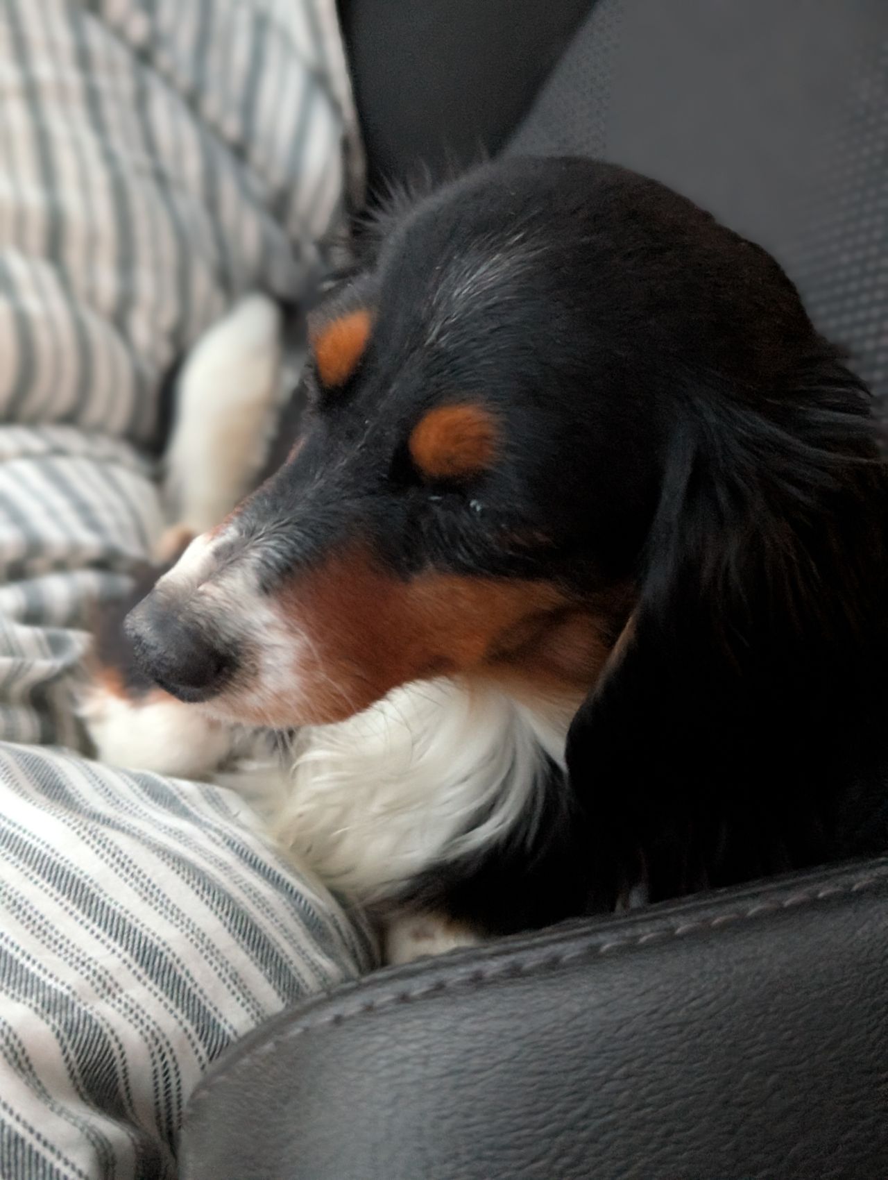 Pet travel photo 6