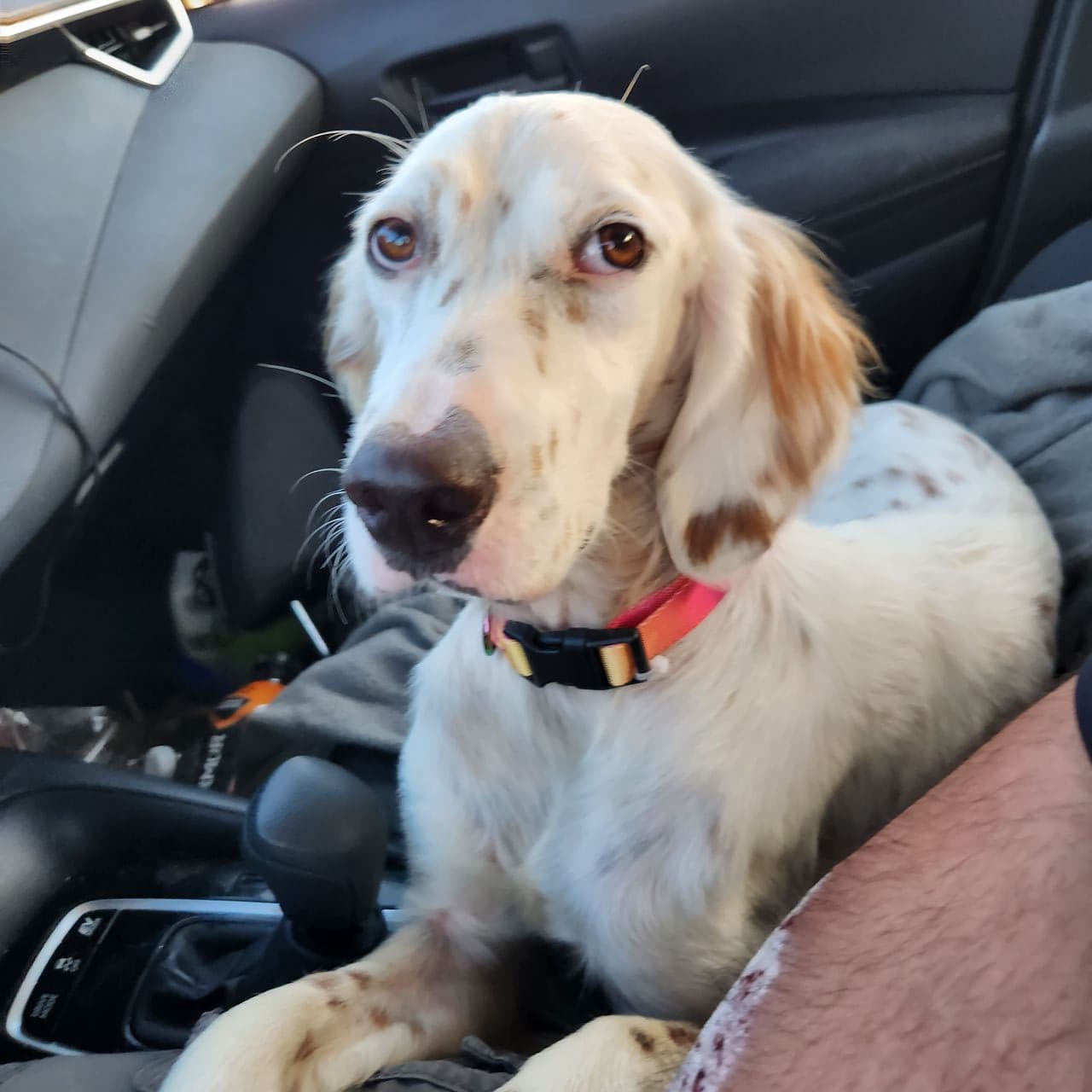 Pet travel photo 3