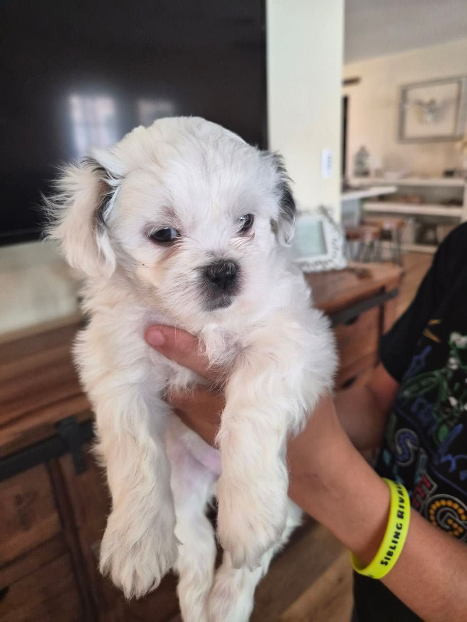 Pet travel photo 3