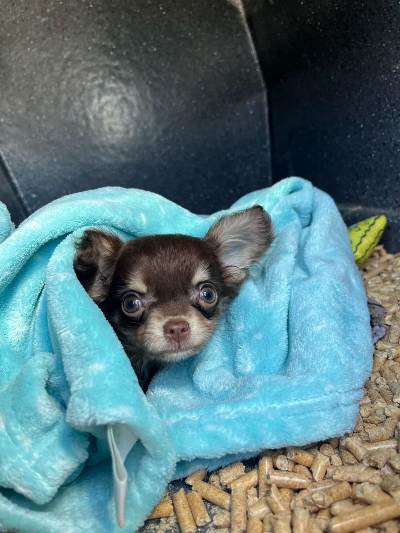 Pet travel photo 2