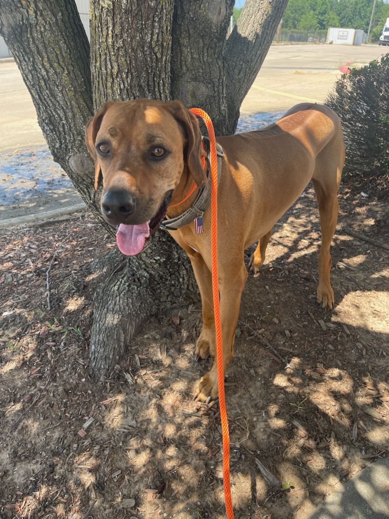 Pet travel photo 3