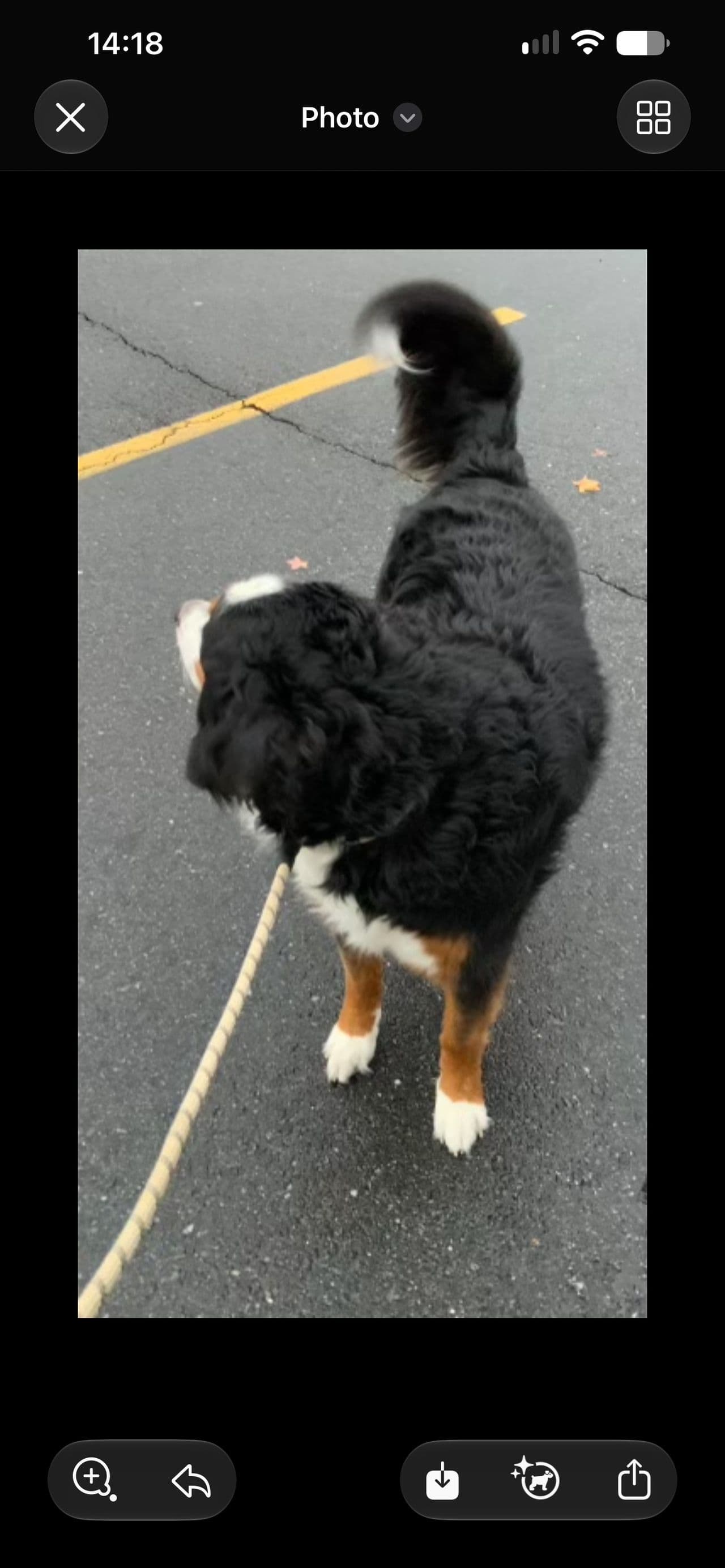 Pet travel photo 3