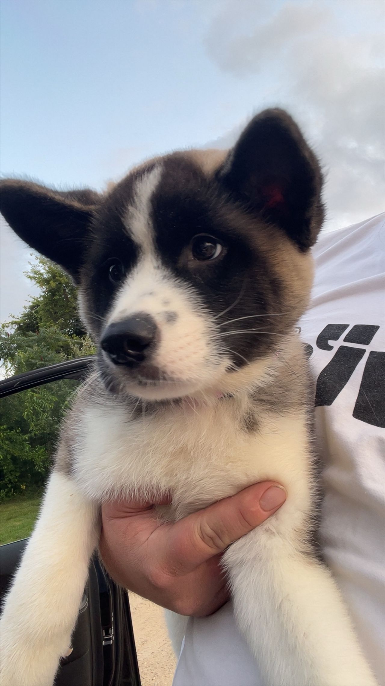 Pet travel photo 6