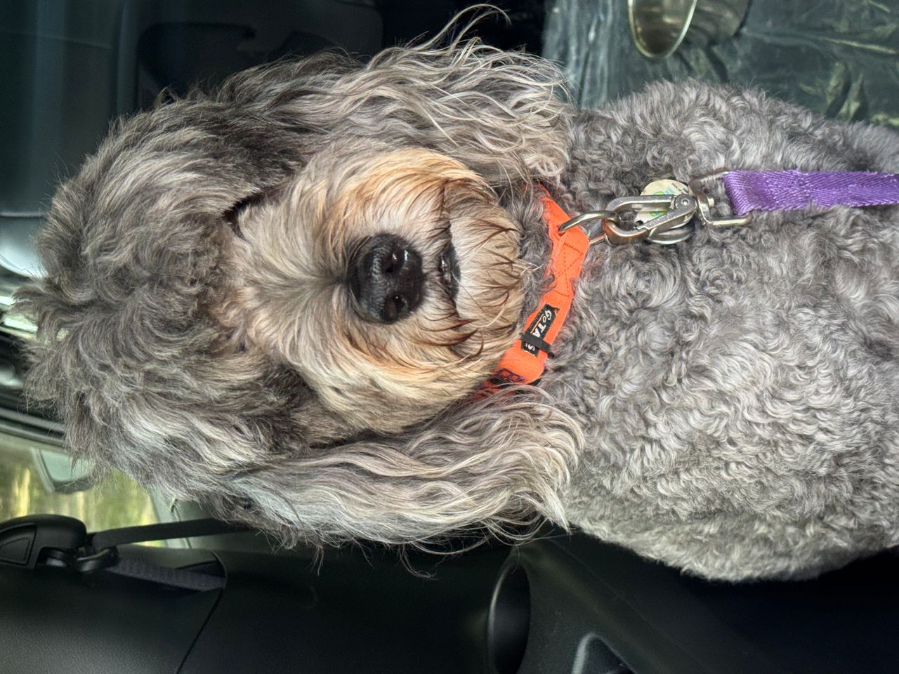 Pet travel photo 5