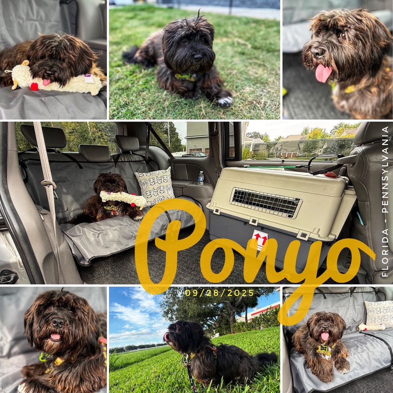 Pet travel photo 2