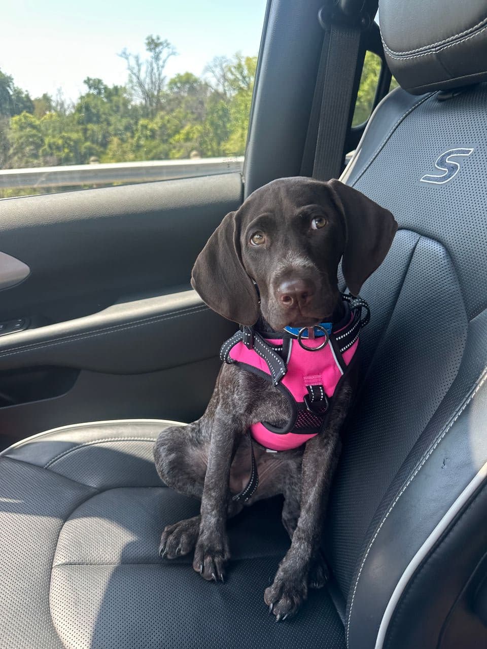 Pet travel photo 4