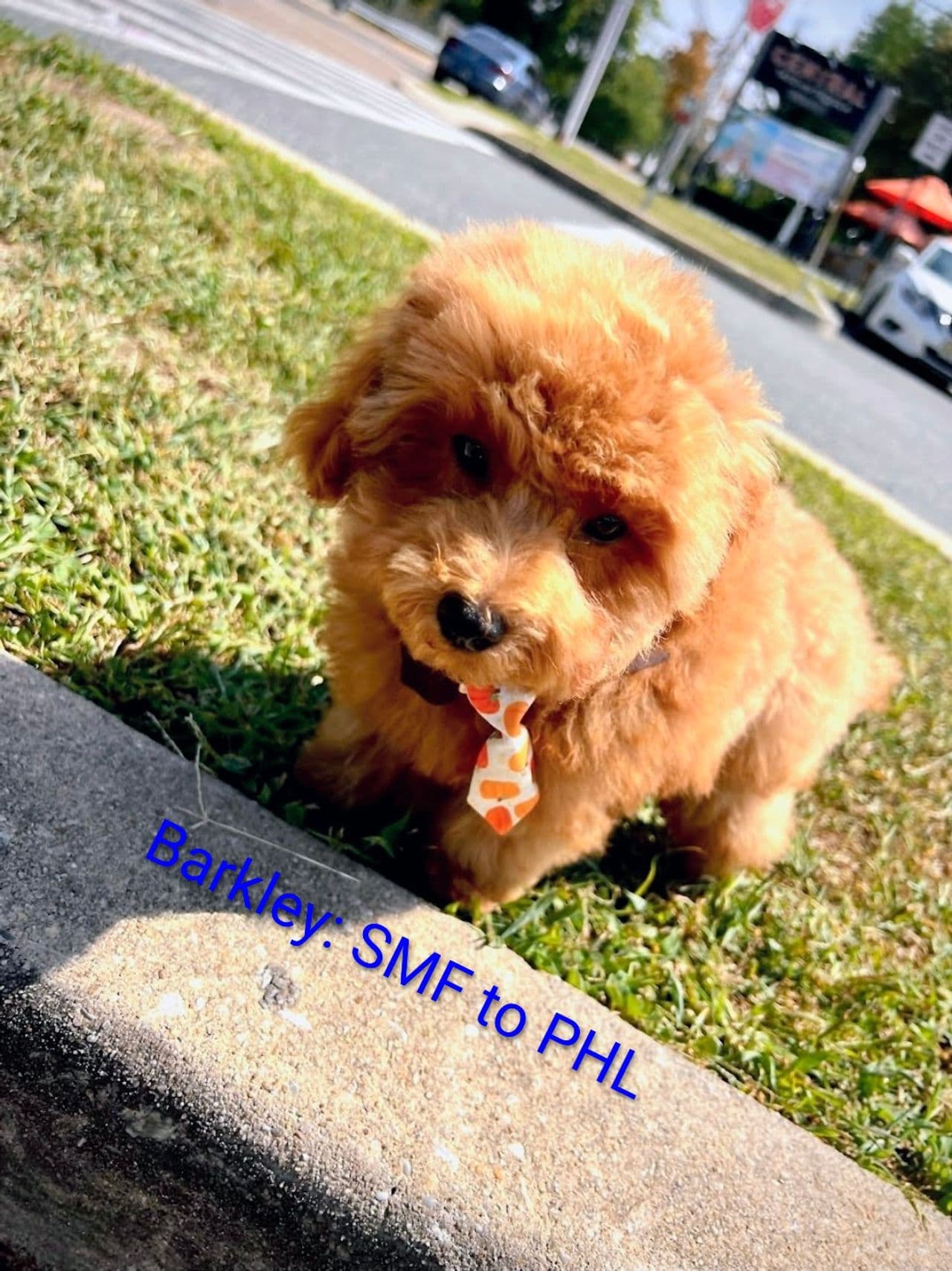 Pet travel photo 1