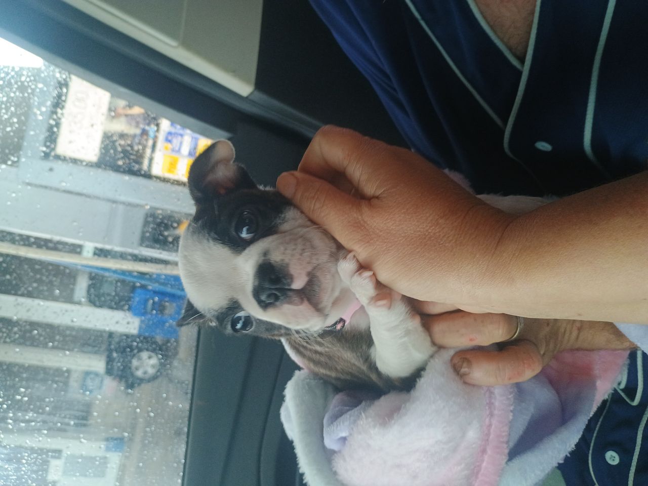 Pet travel photo 1