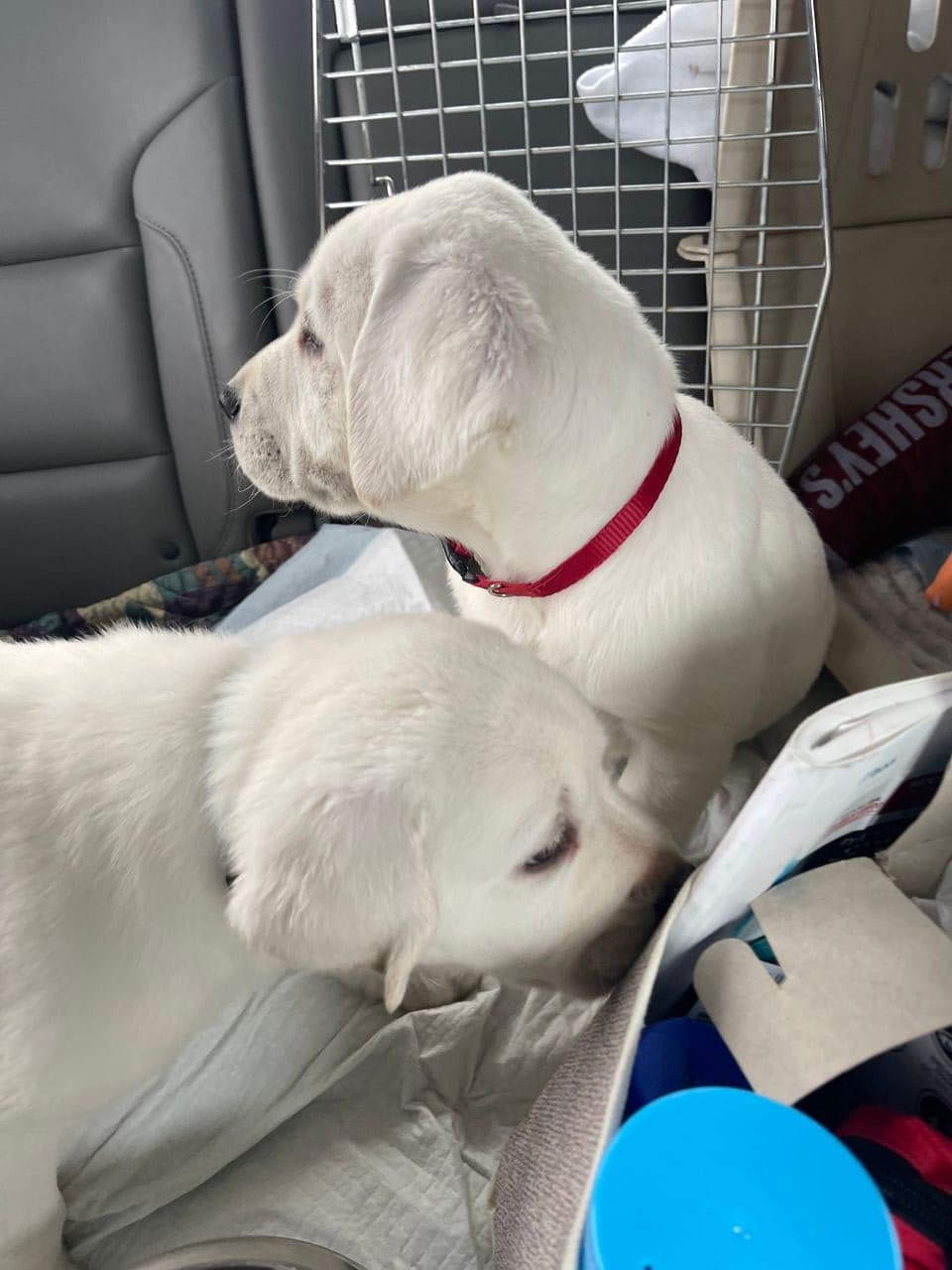 Pet travel photo 4