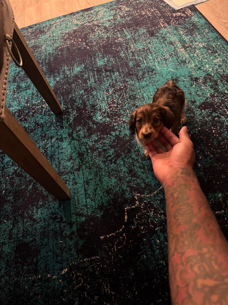 Pet travel photo 2