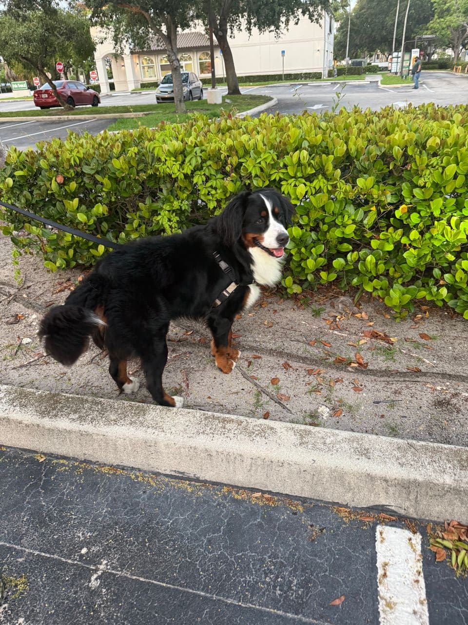 Pet travel photo 1