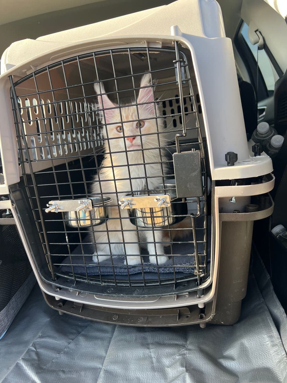 Pet travel photo 1
