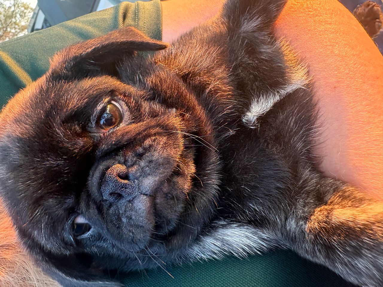 Pet travel photo 6