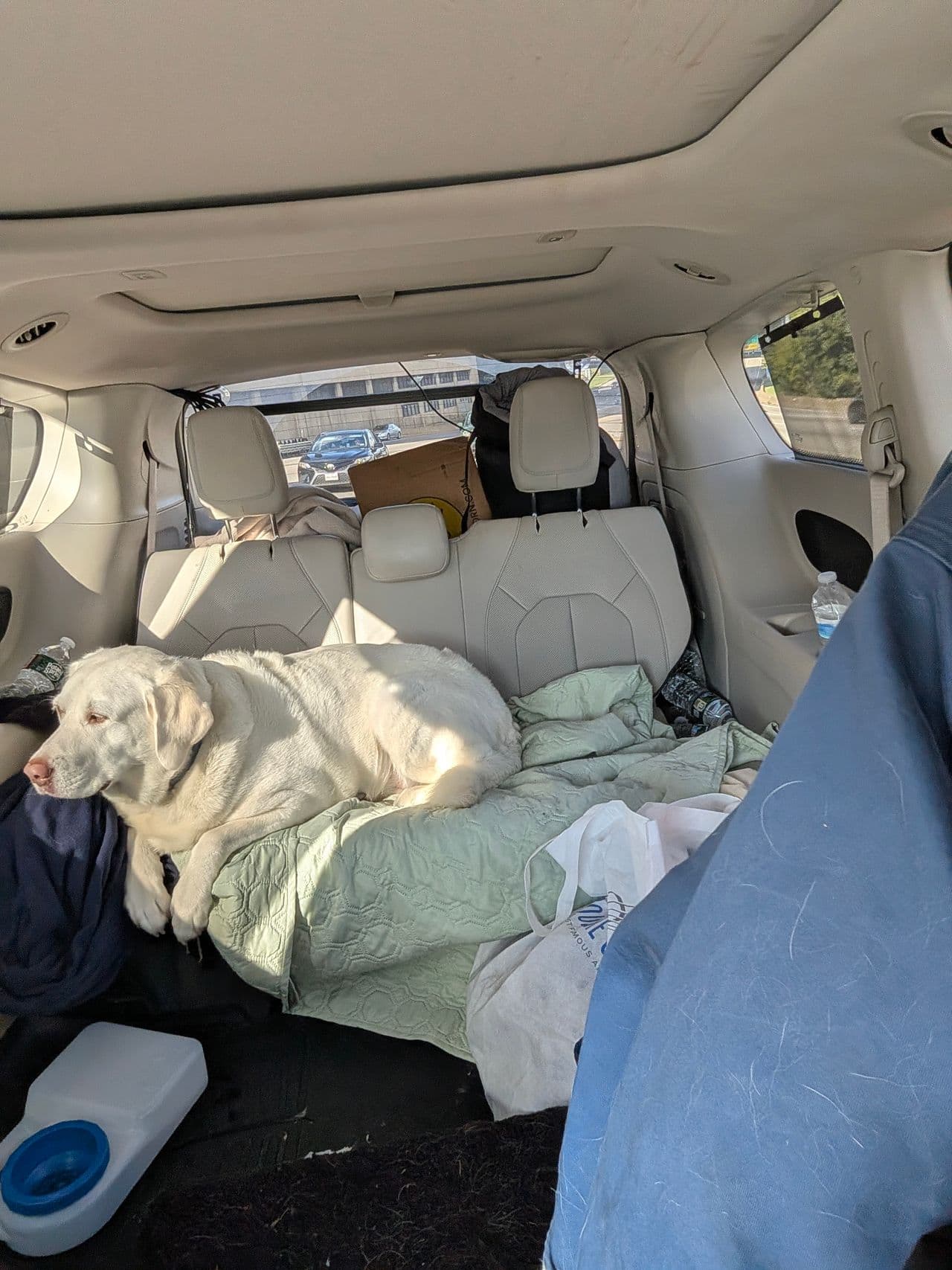 Pet travel photo 2