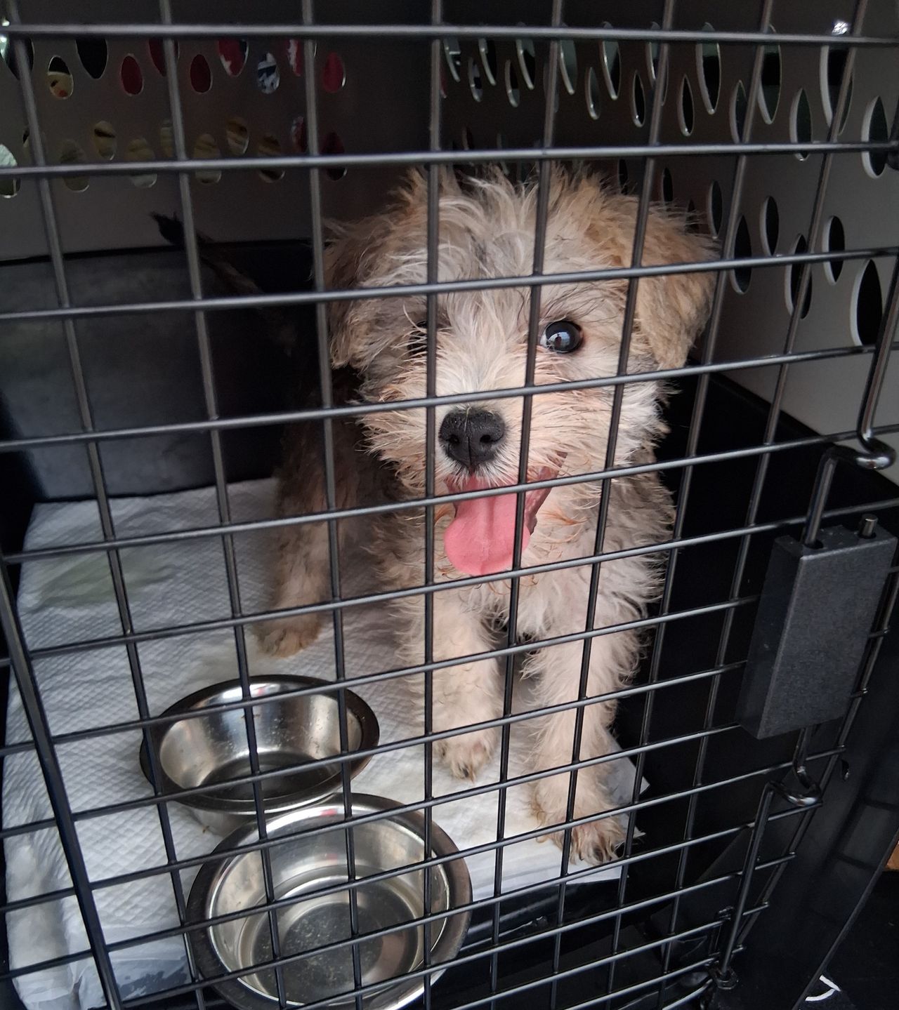 Pet travel photo 2