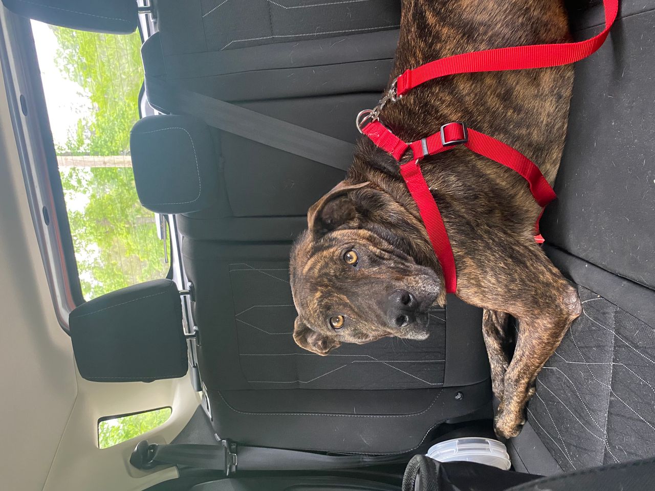 Pet travel photo 1