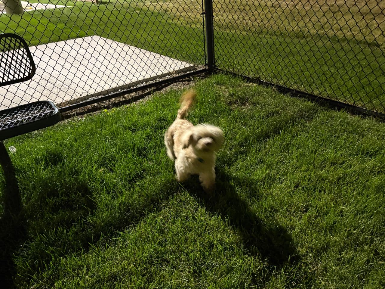 Pet travel photo 1