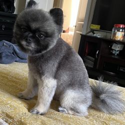 Pomeranian named Loey