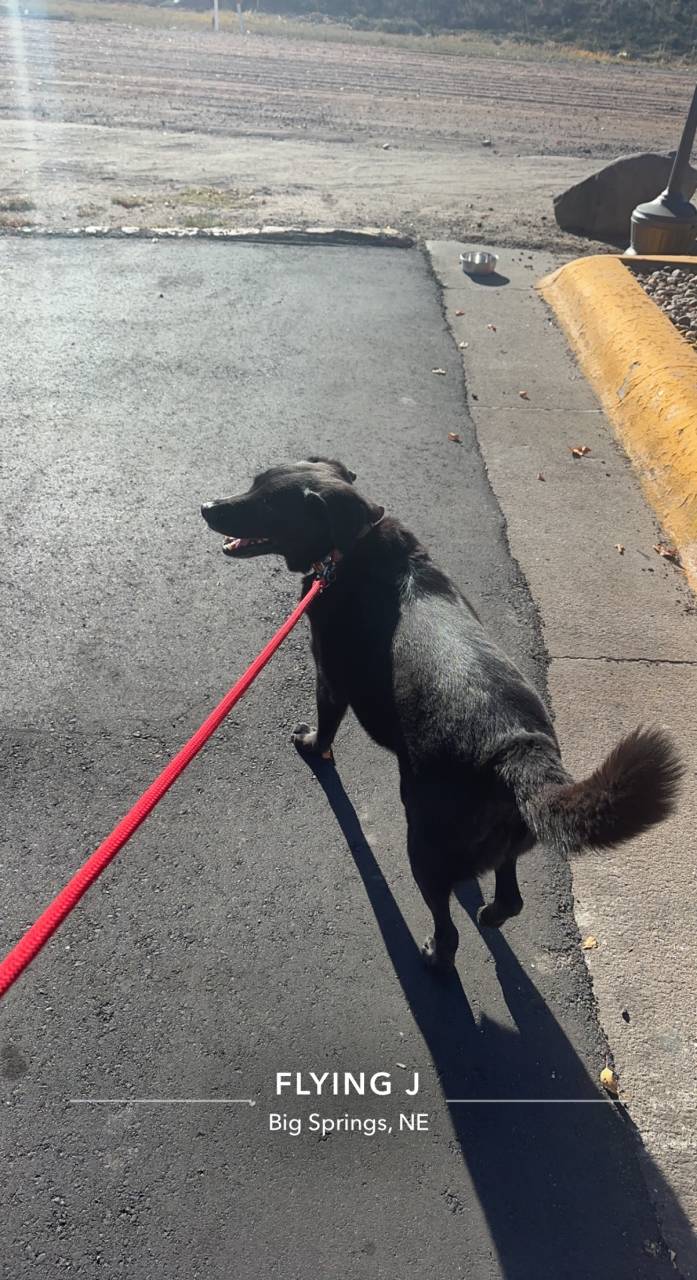 Pet travel photo 6
