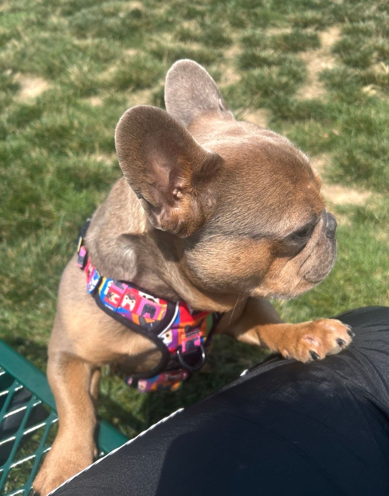 Pet travel photo 3
