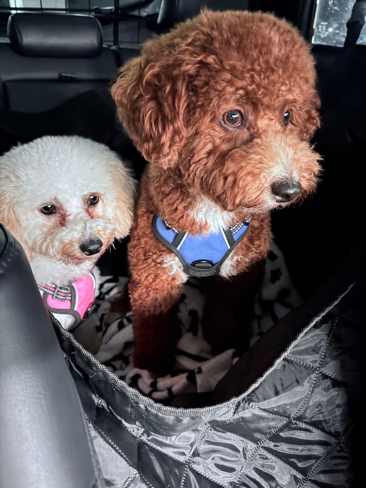 Pet travel photo 6