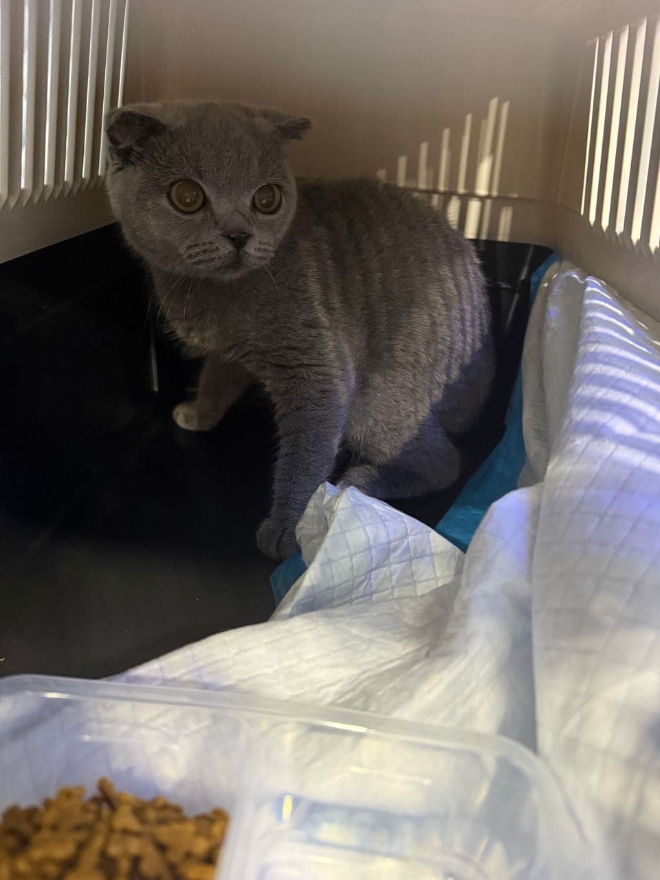 Pet travel photo 3