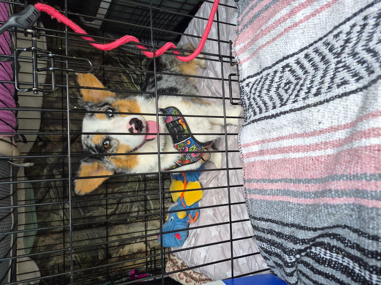 Pet travel photo 5