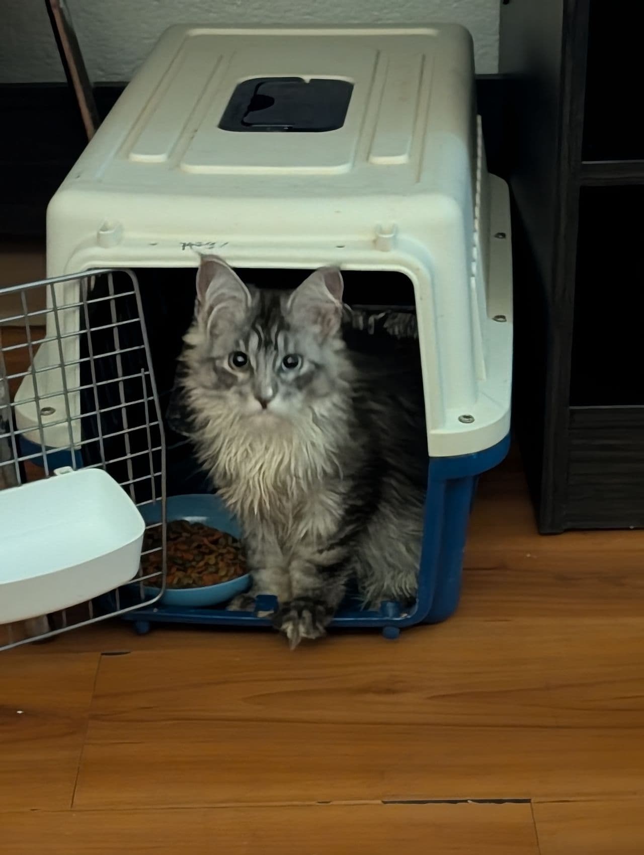 Pet travel photo 1