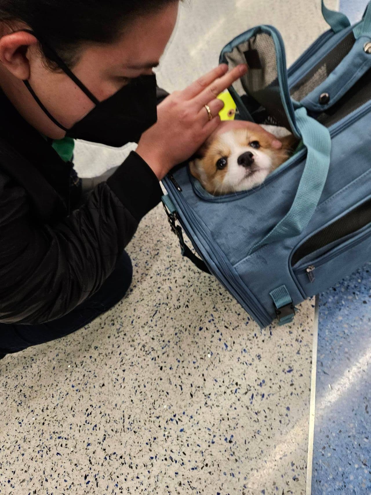 Pet travel photo 2
