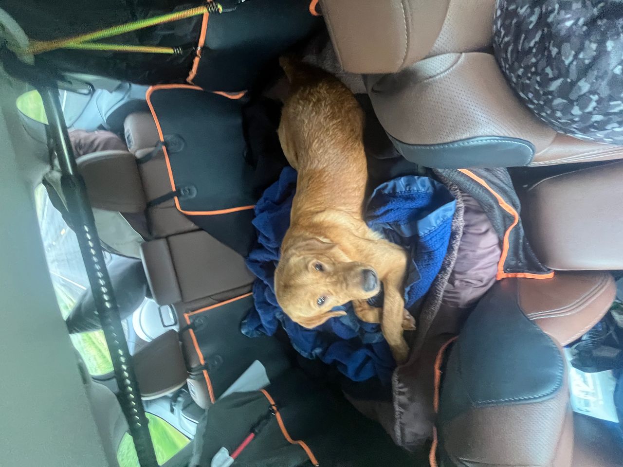 Pet travel photo 3