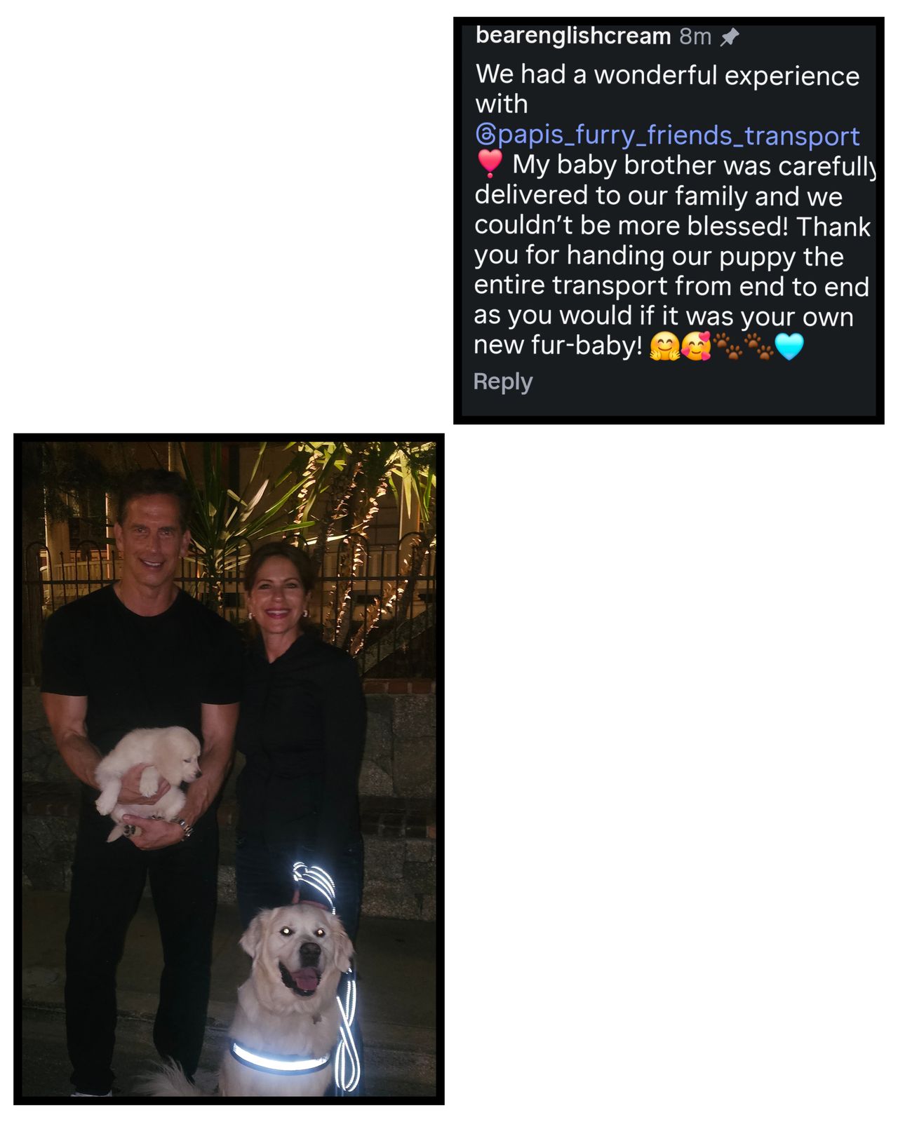 Pet travel photo 4