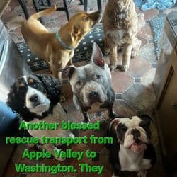 JPX DELIVERIES AND TRANSPORT