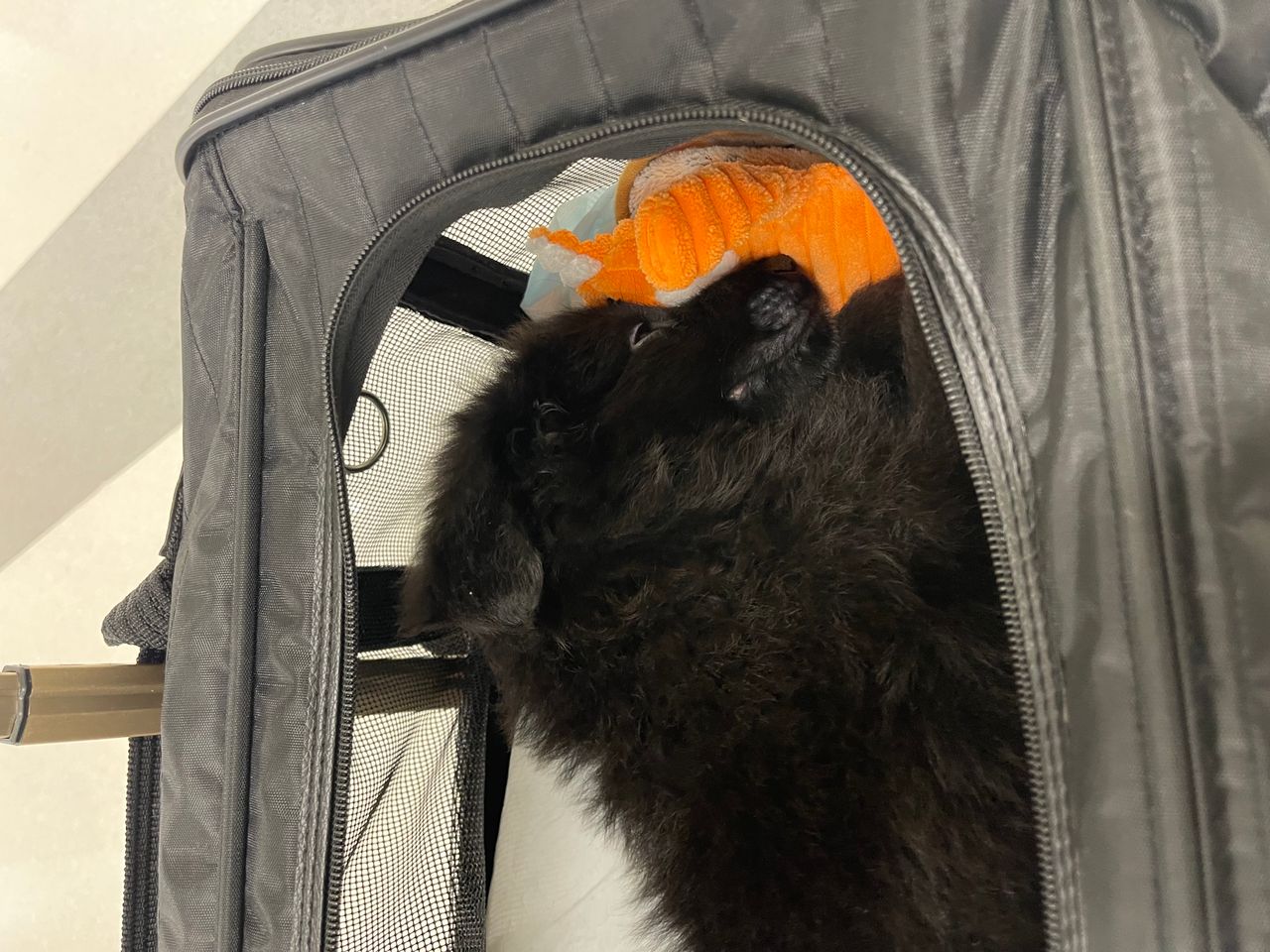 Pet travel photo 4
