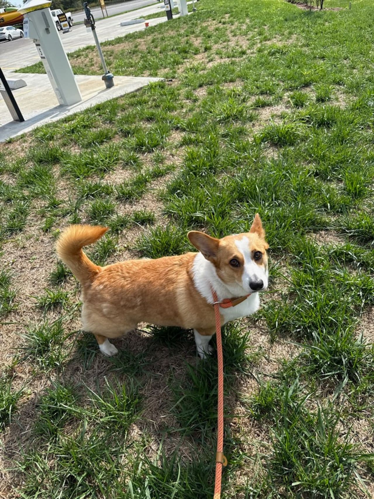 Pet travel photo 1