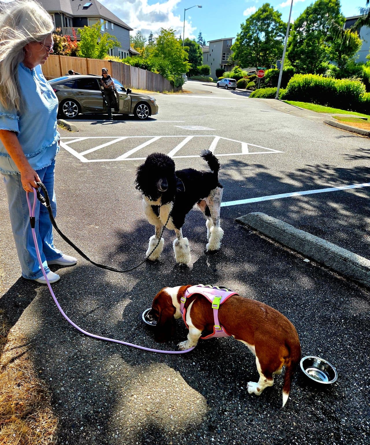 Pet travel photo 3