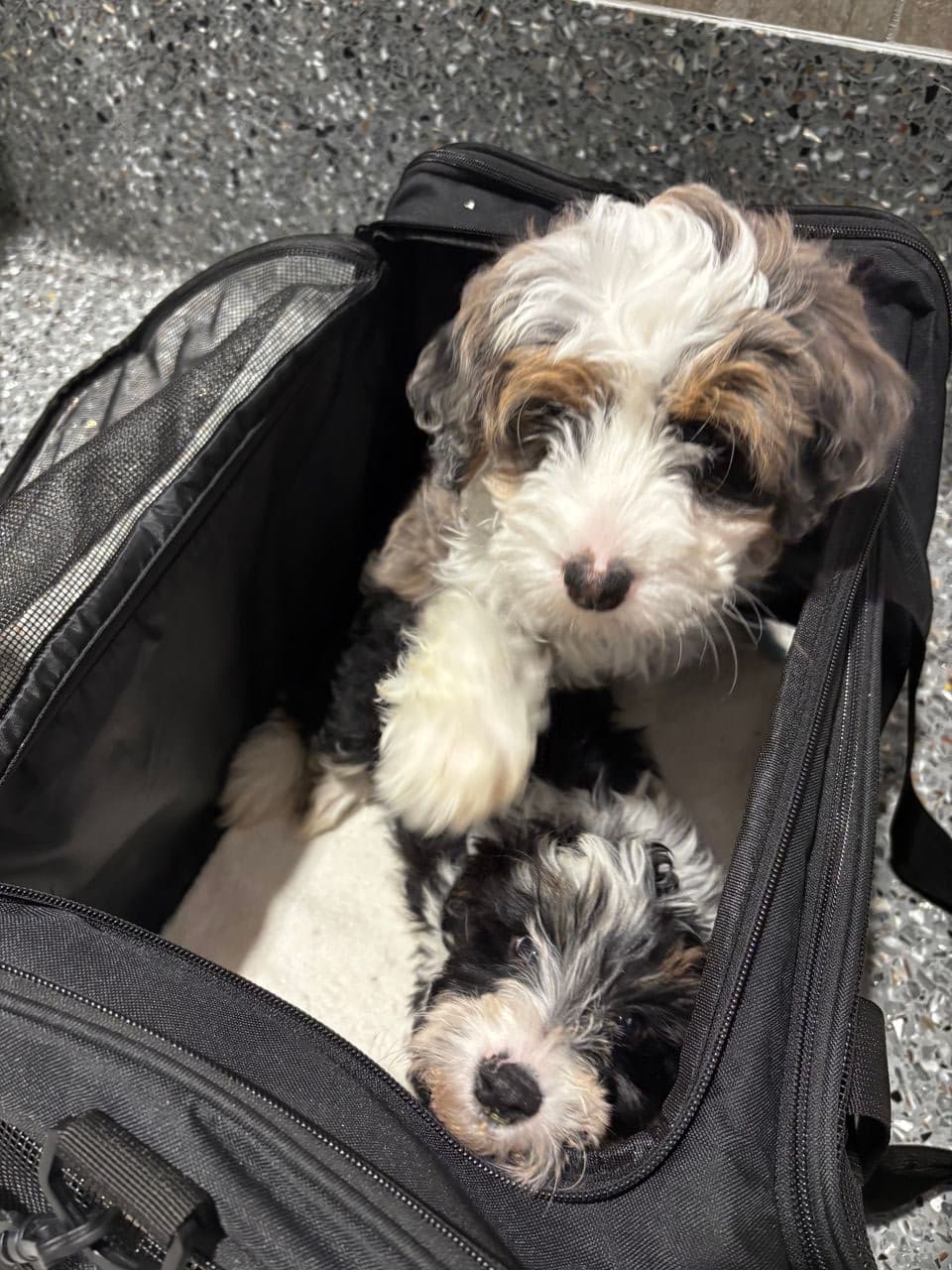 Pet travel photo 6