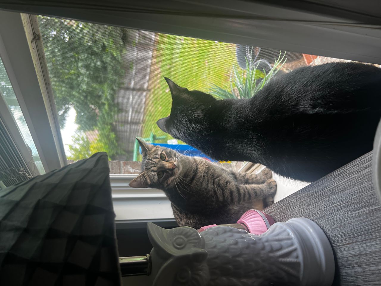 Pet travel photo 2