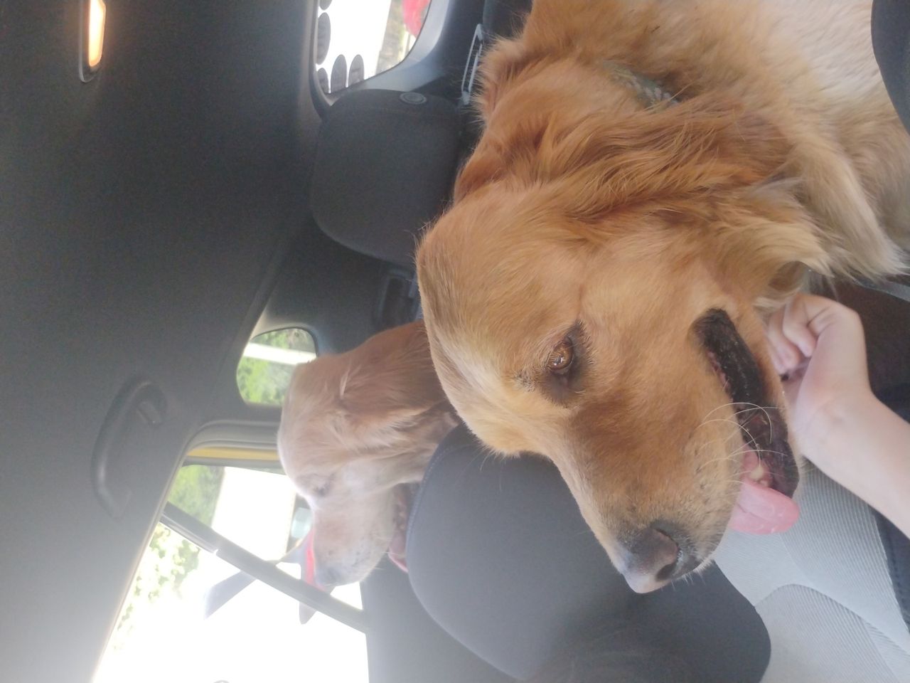 Pet travel photo 3