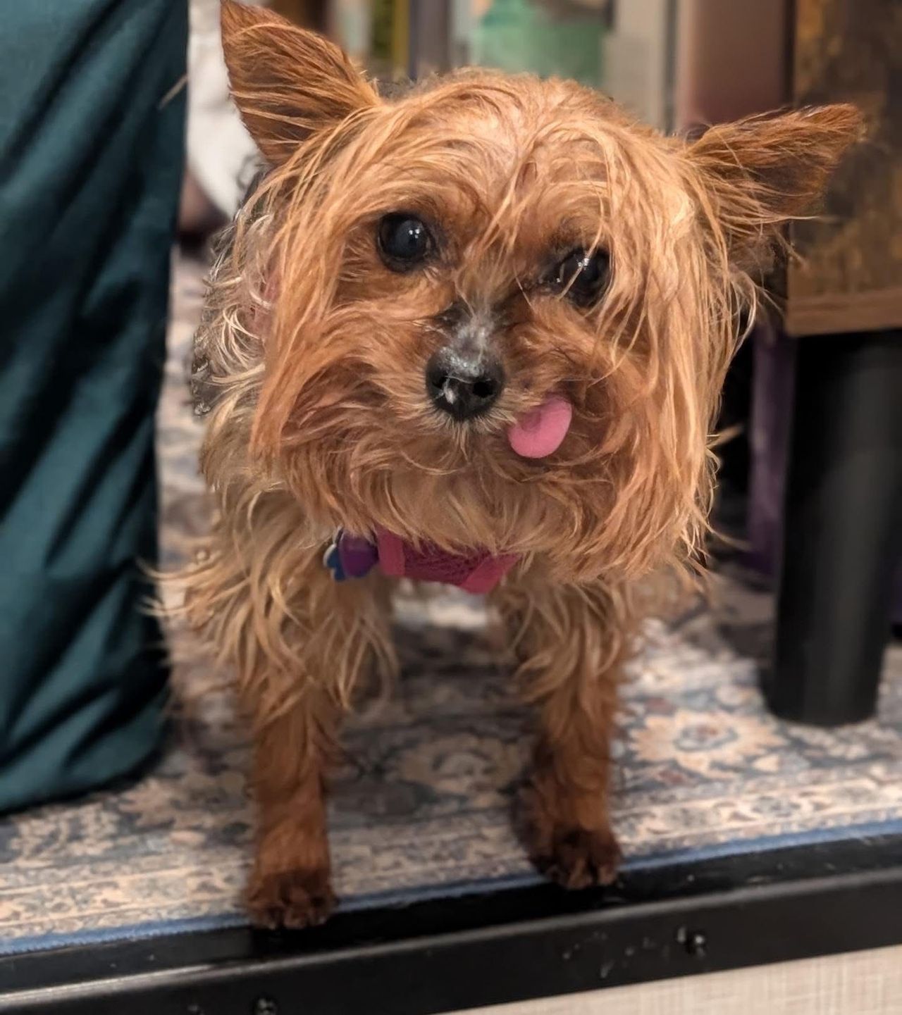 Pet travel photo 4