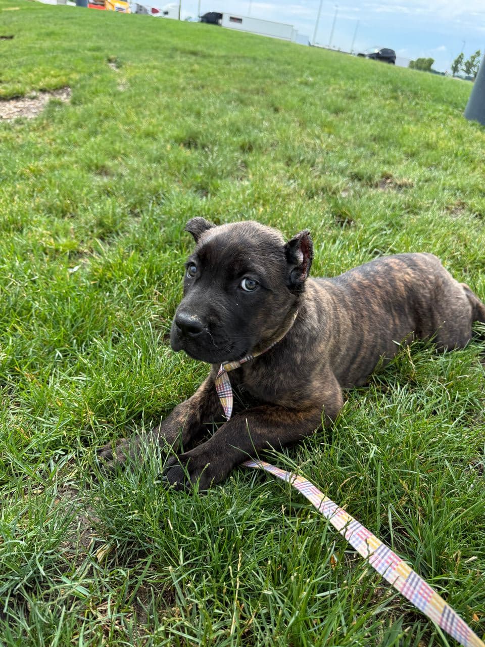 Pet travel photo 3