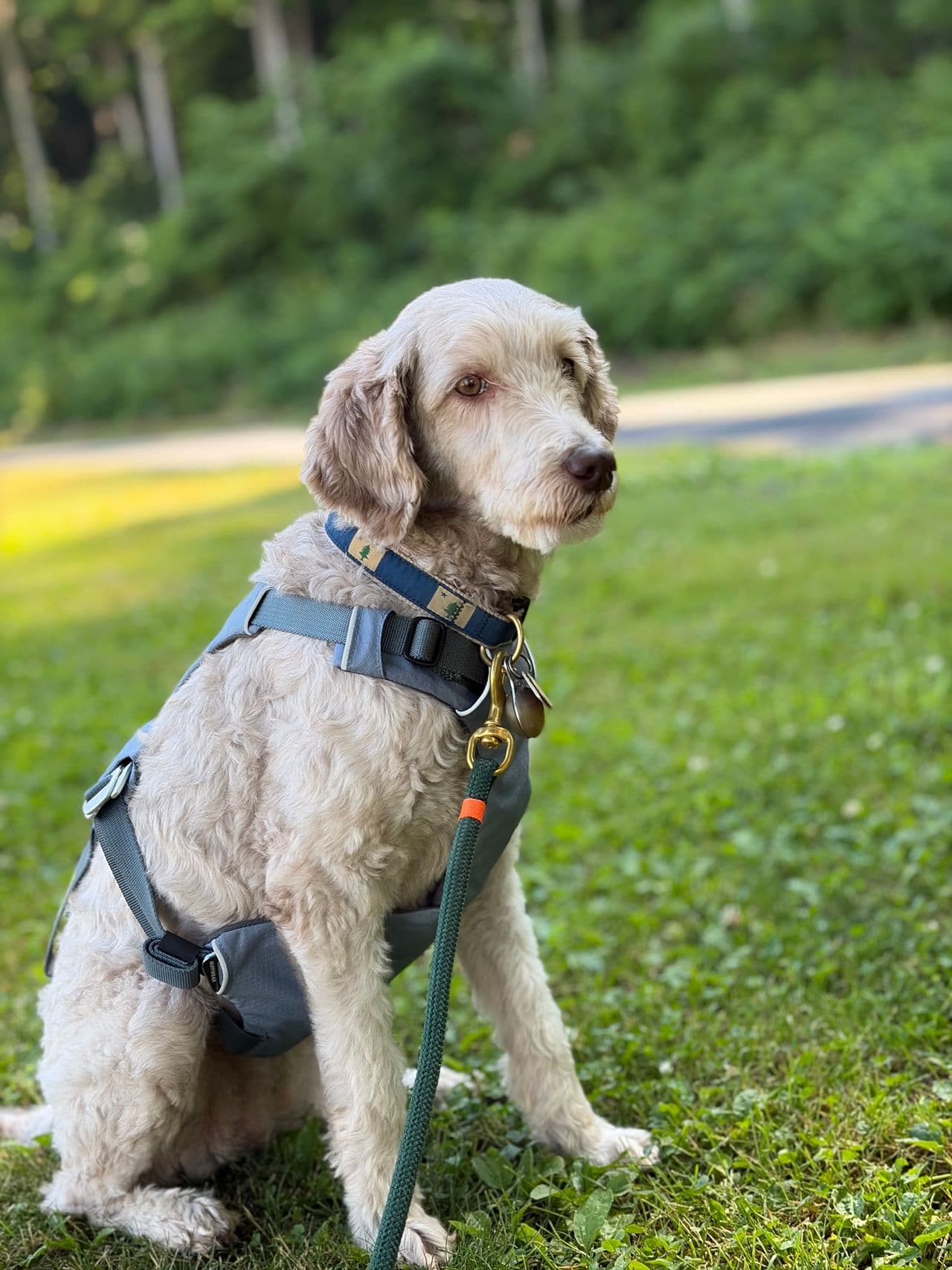 Pet travel photo 4