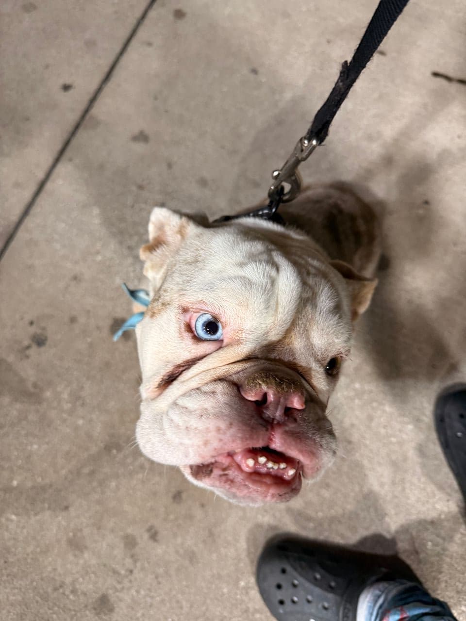 Pet travel photo 4