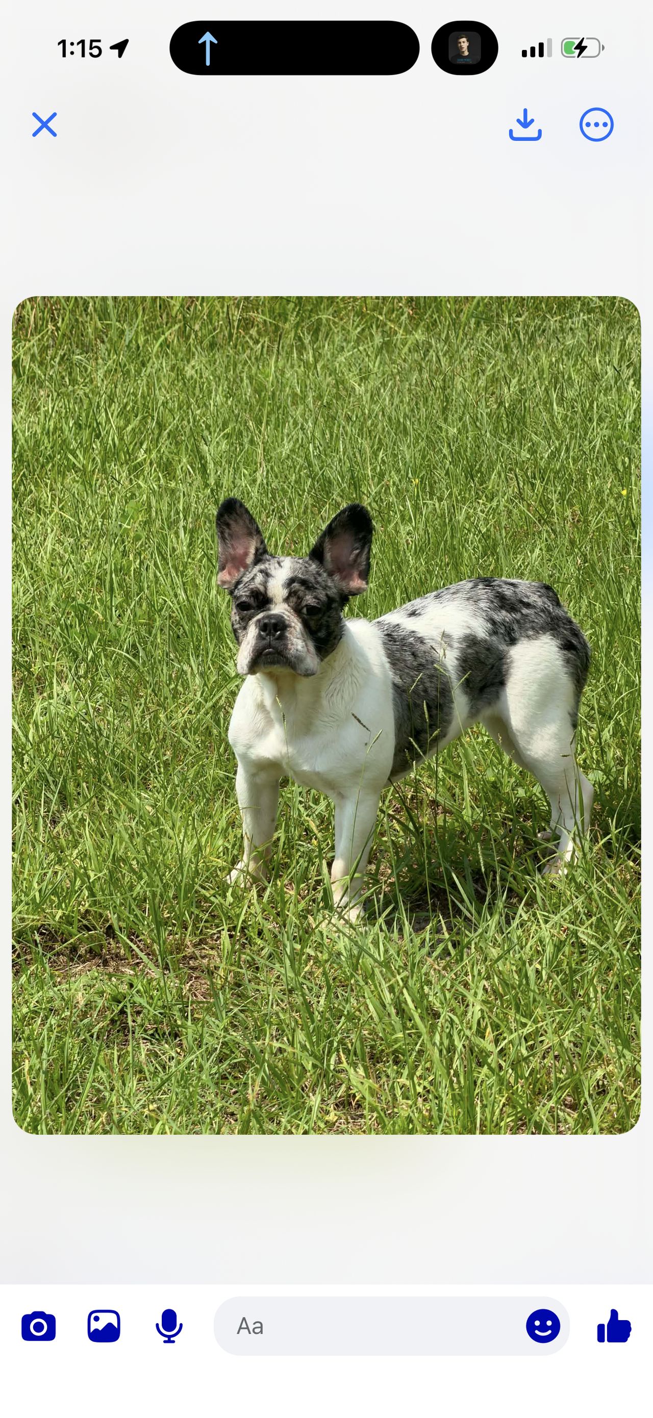 Pet travel photo 1
