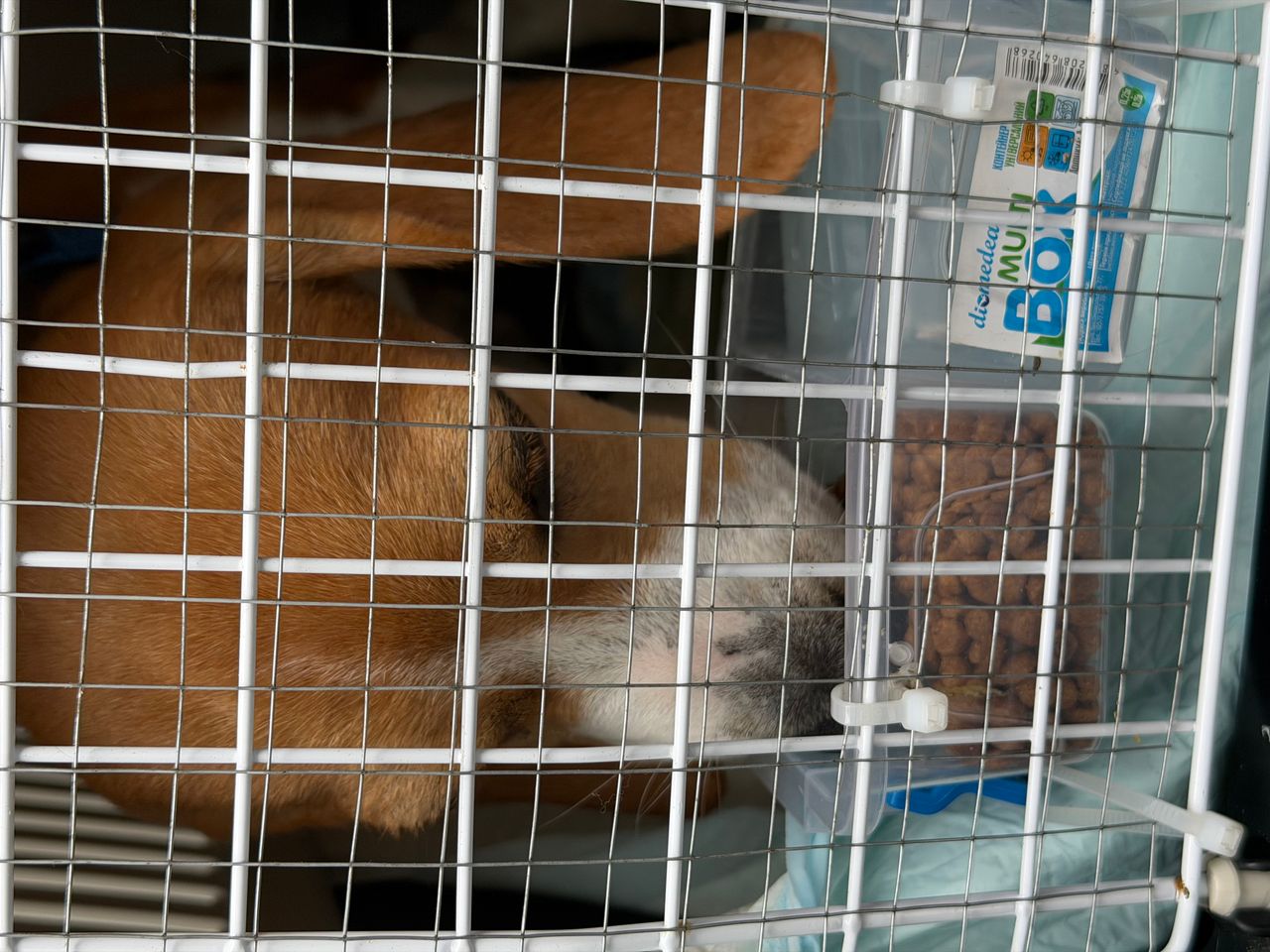 Pet travel photo 3
