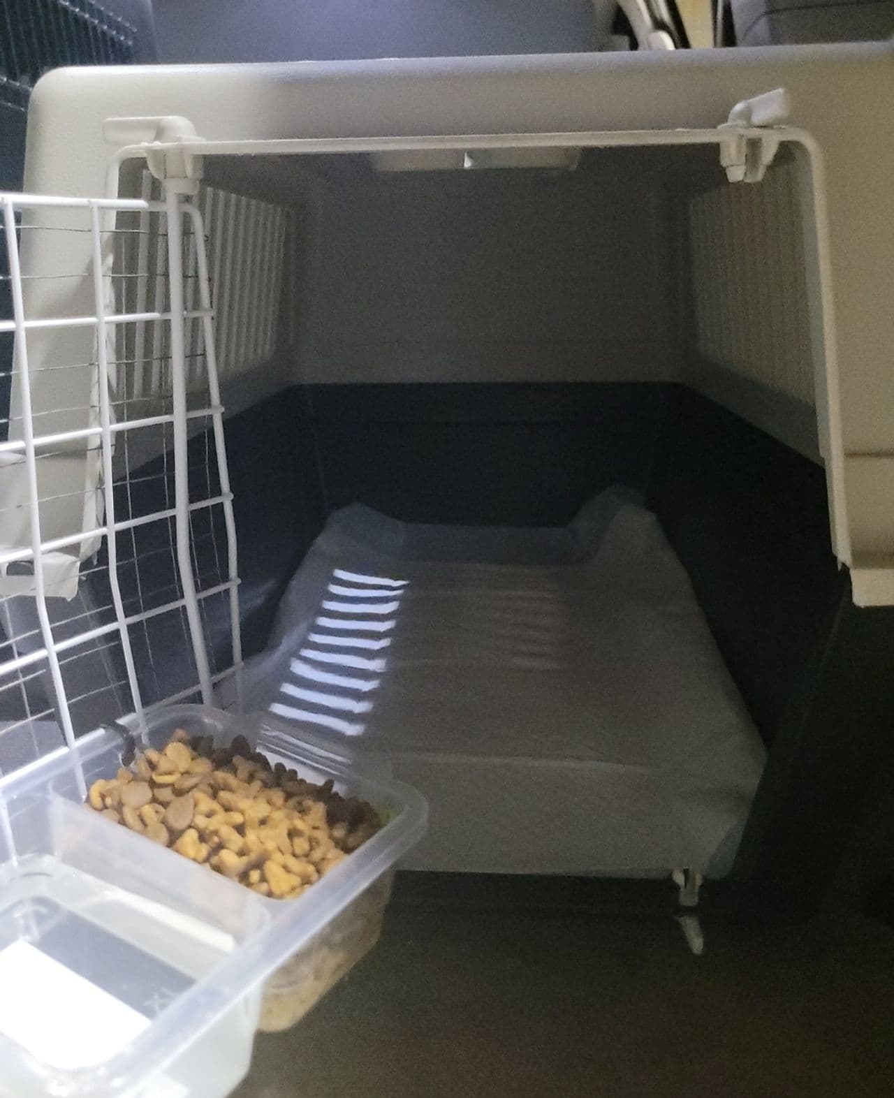 Pet travel photo 5