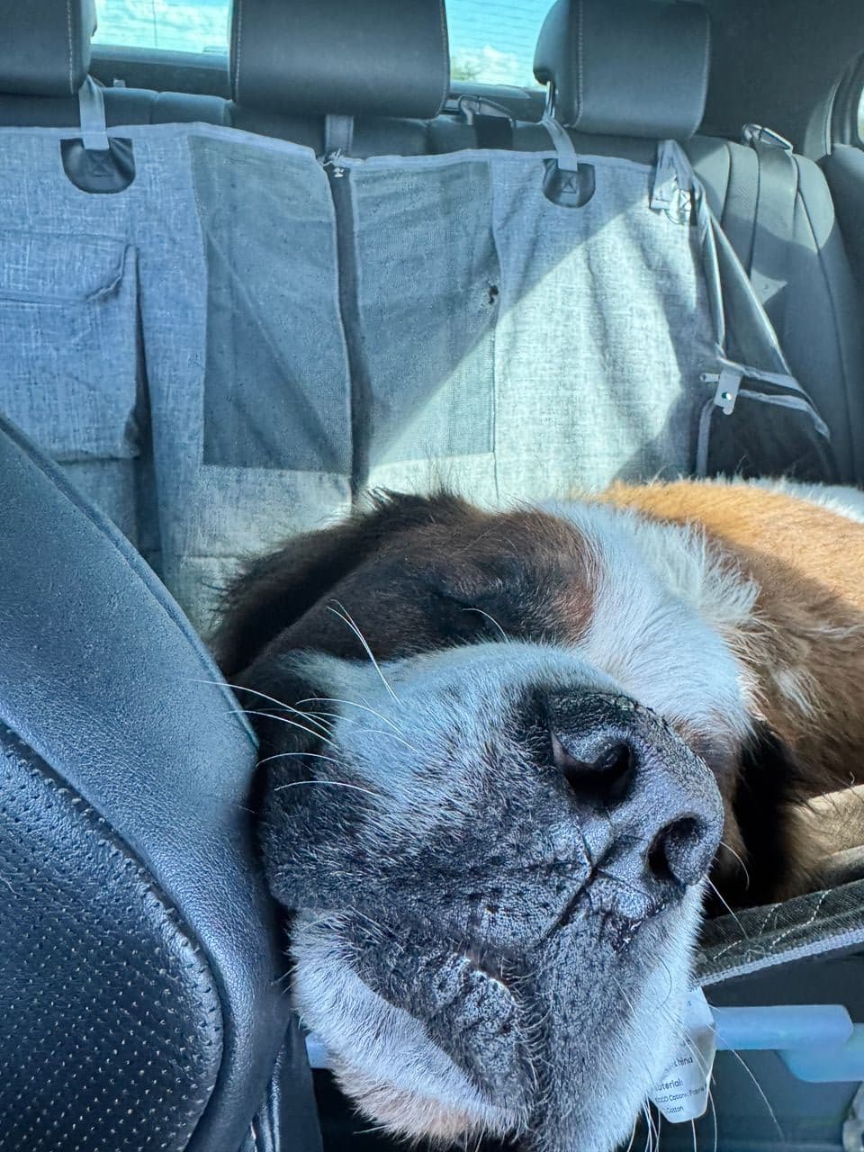 Pet travel photo 3