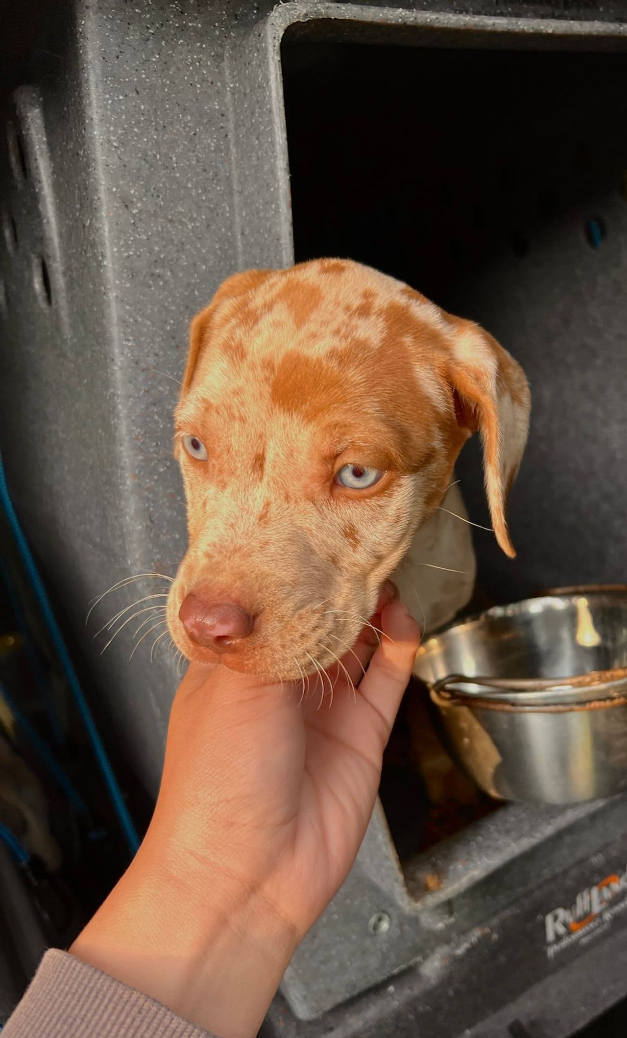 Pet travel photo 6