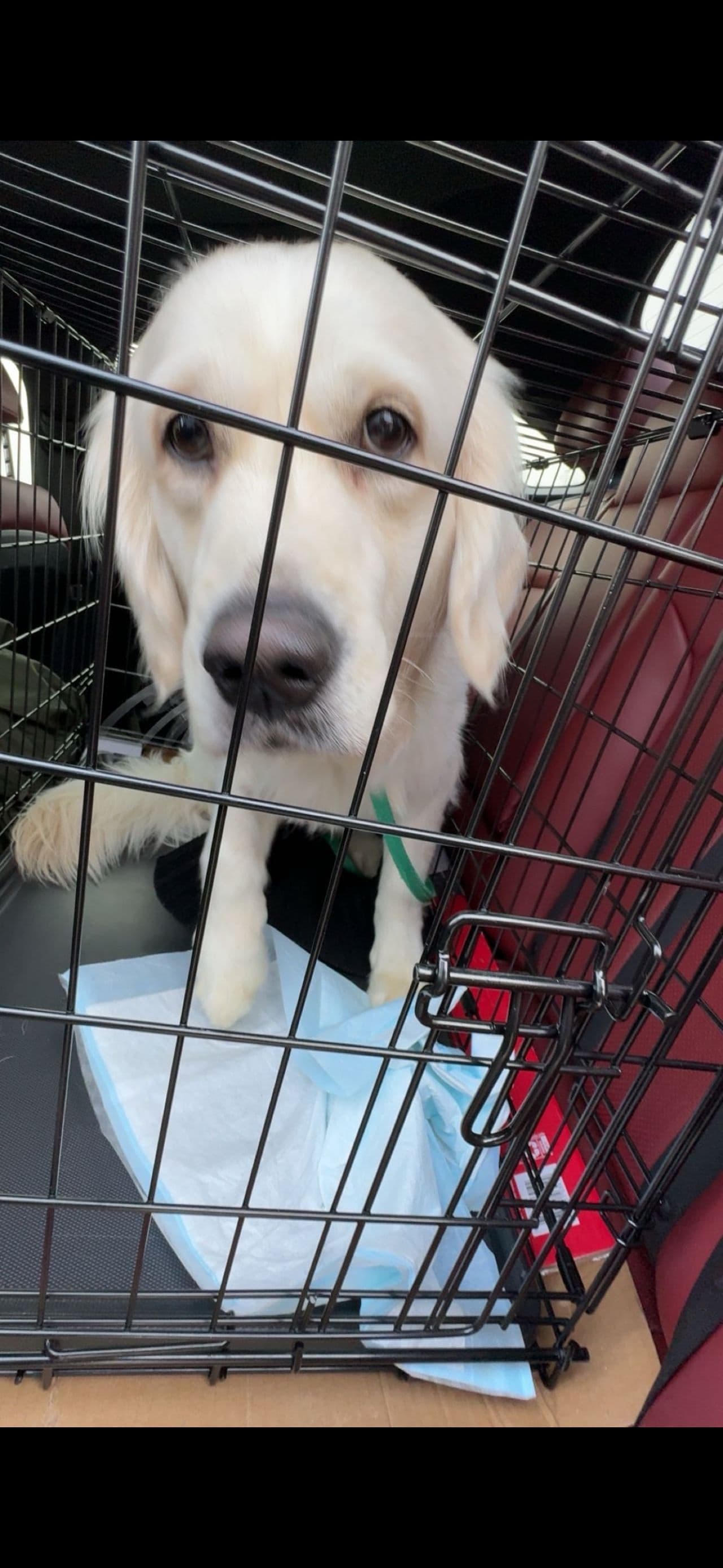 Pet travel photo 1