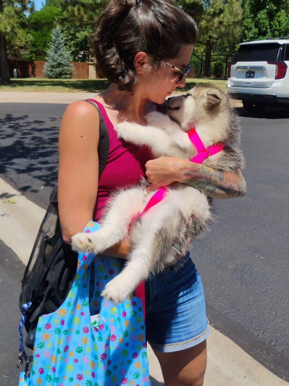 Pet travel photo 3